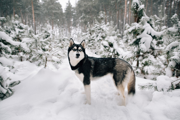 Les origines et l’histoire du husky sibérien Les premières traces du husky sibérien remontent à près de 2000 ans avant notre ère. À cette époque, il est élevé par le peuple des Tchouktches, en Sibérie Orientale (Russie). Une légende tchouktche narre ainsi que le husky descendrait du loup et de la lune. On raconte que tout comme leurs ancêtres sauvages, les huskys hurlent à la Lune quand elle est pleine. Il faut dire que contrairement à d’autres races, le husky fait partie des chiens de type primitif : il a ainsi gardé de nombreuses caractéristiques du loup, comme une grande indépendance et un fort instinct de survie.