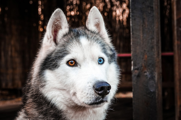 Le husky sibérien : un chien robuste et sportif