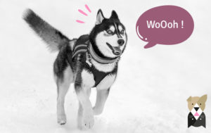 Le husky sibérien : un chien très énergique