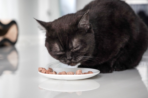 2.    Nourrir un chat âgé qui a du mal à manger