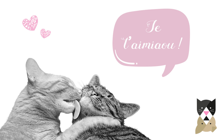 C’est la saison des amours chez les chats ! 5 choses à savoir