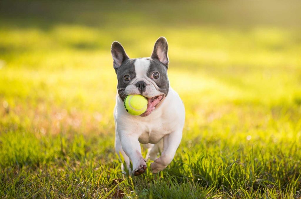 bouledogue-balle