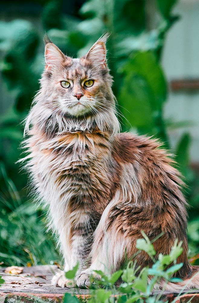 Croquettes & pâtées pour Maine Coon - Super Croquettes