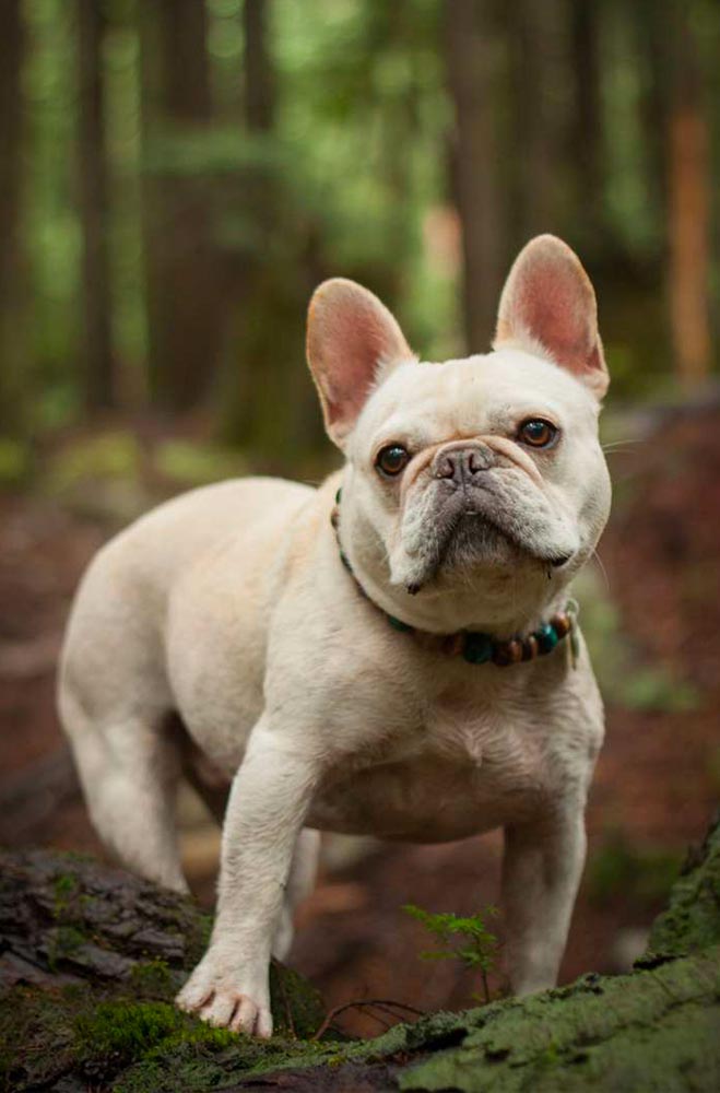 Le bouledogue français