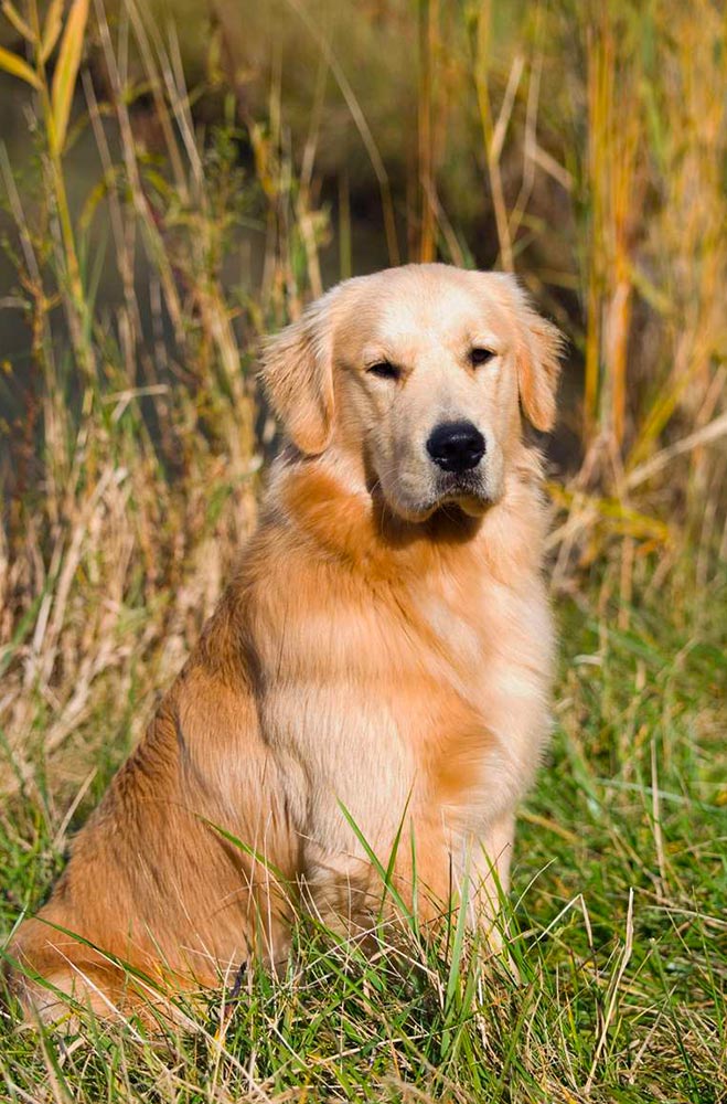 Le-golden-retriever