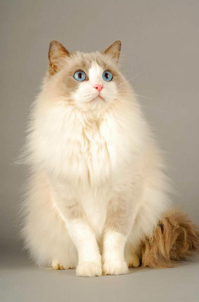 Chat ragdoll