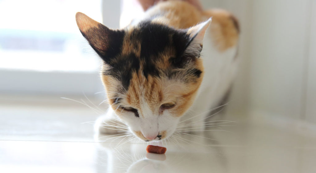 chat qui mange une friandise