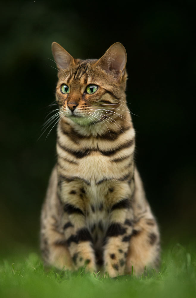 Chat Bengal: L'Importance de son Caisse de Transport