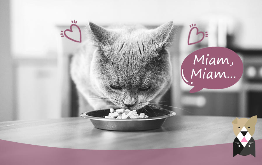 alimentation-humide-chat