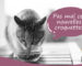 transition-alimentaire-chat