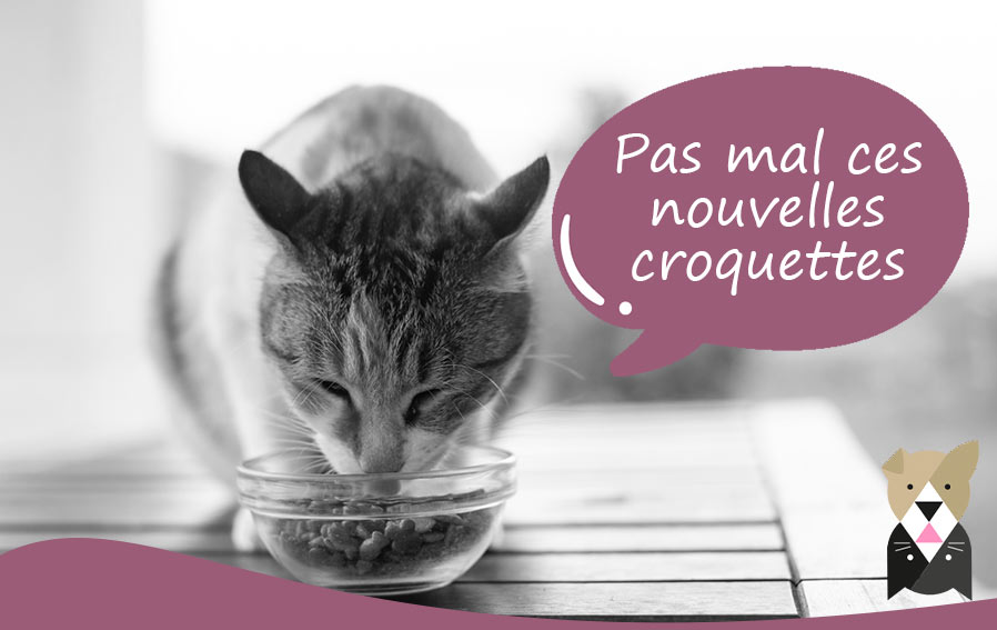 transition-alimentaire-chat