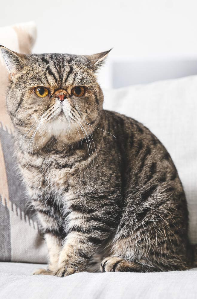 exotic-shorthair