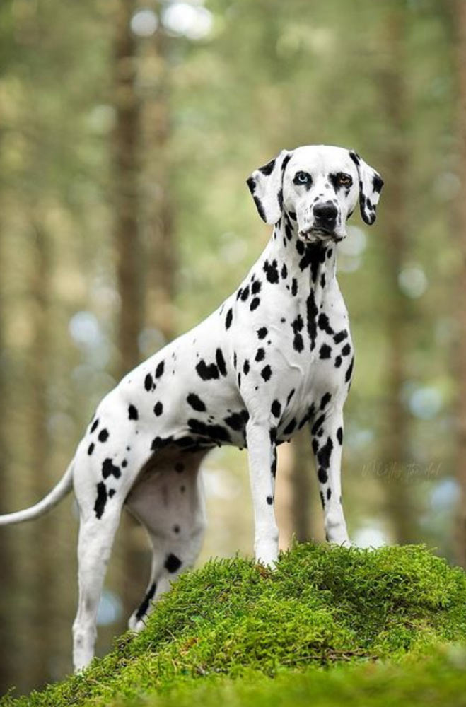 chien-dalmatien